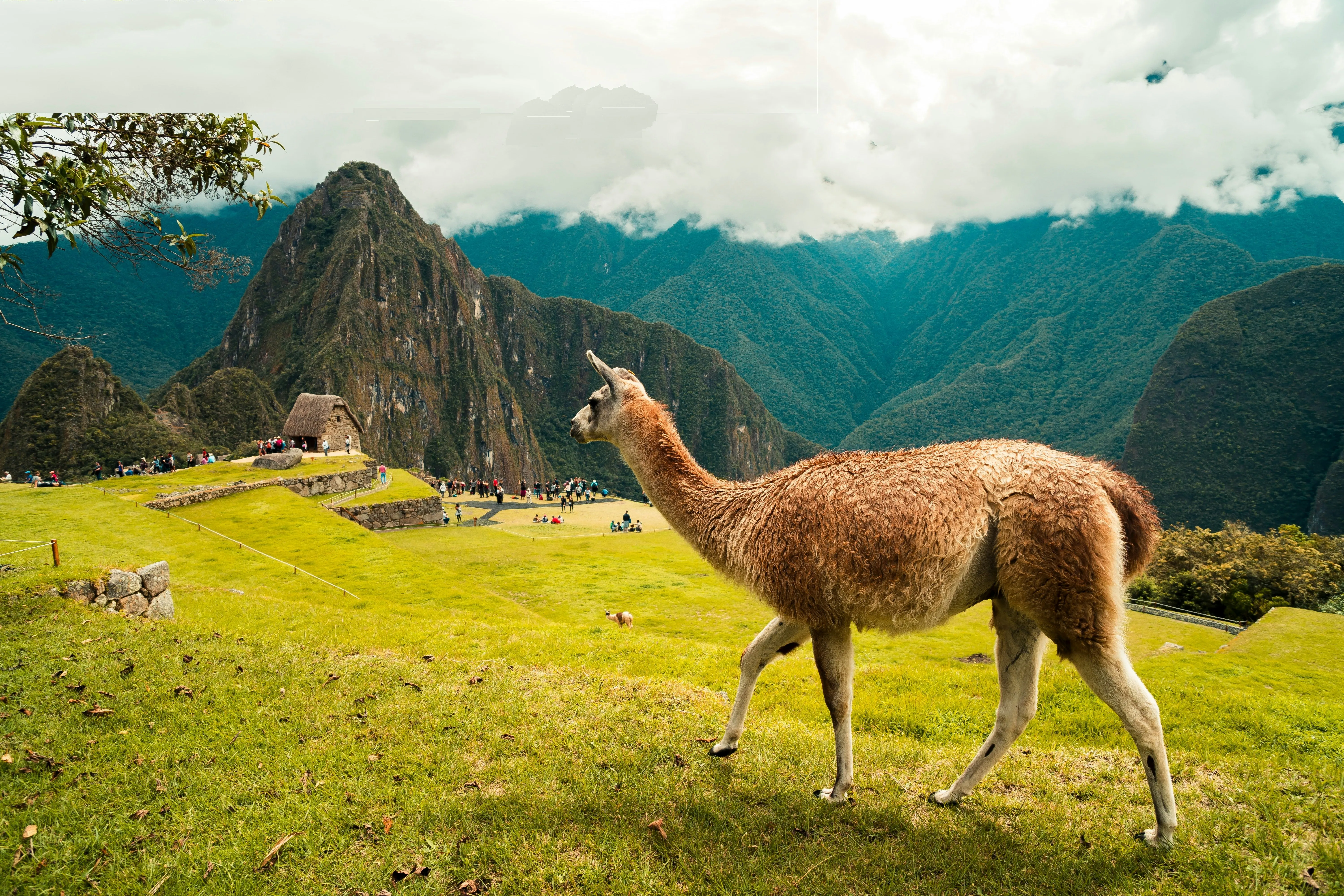 Una llama paseando por la Cordillera de Los Andes.