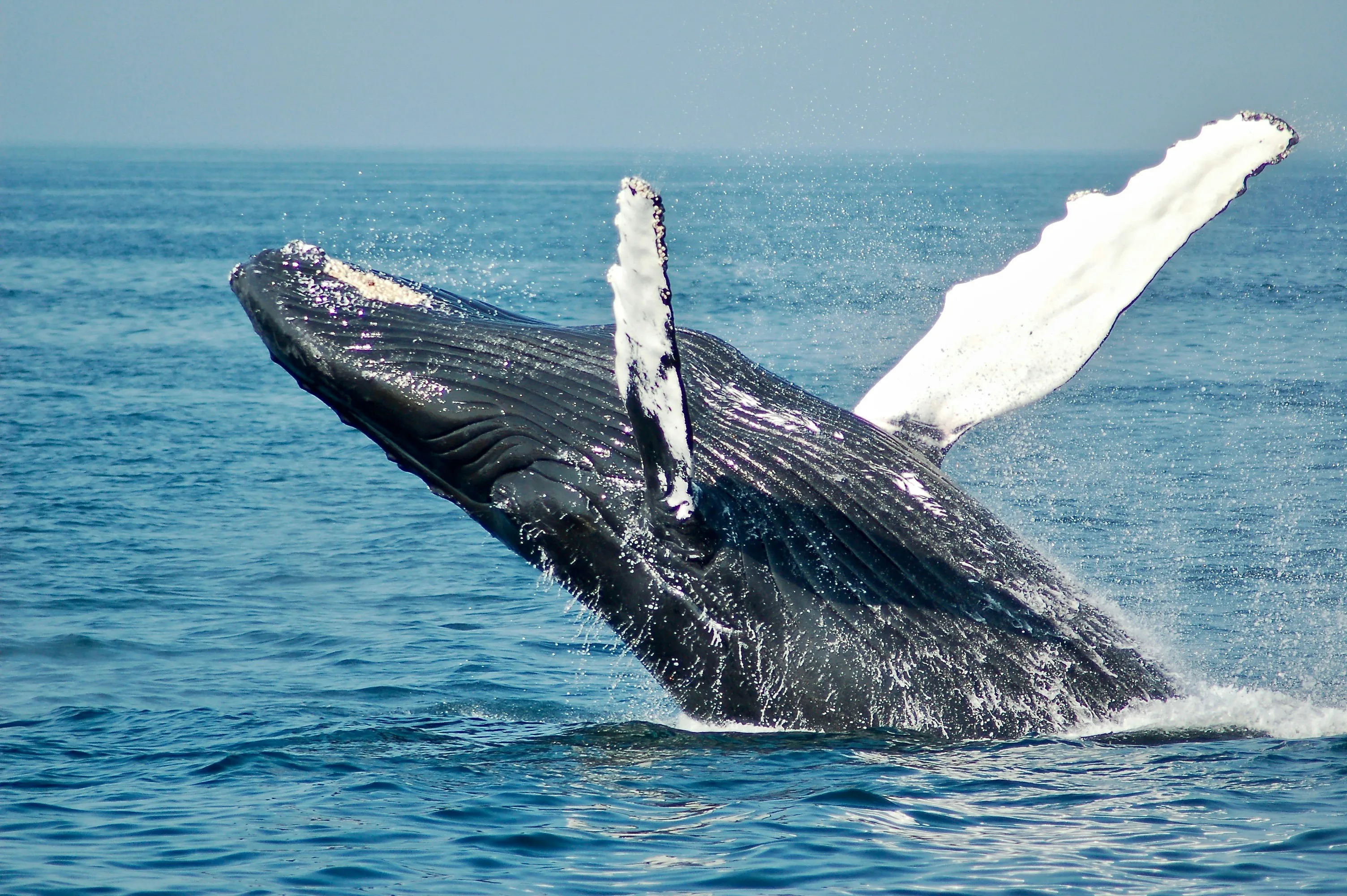 Una ballena, como la de Docker.