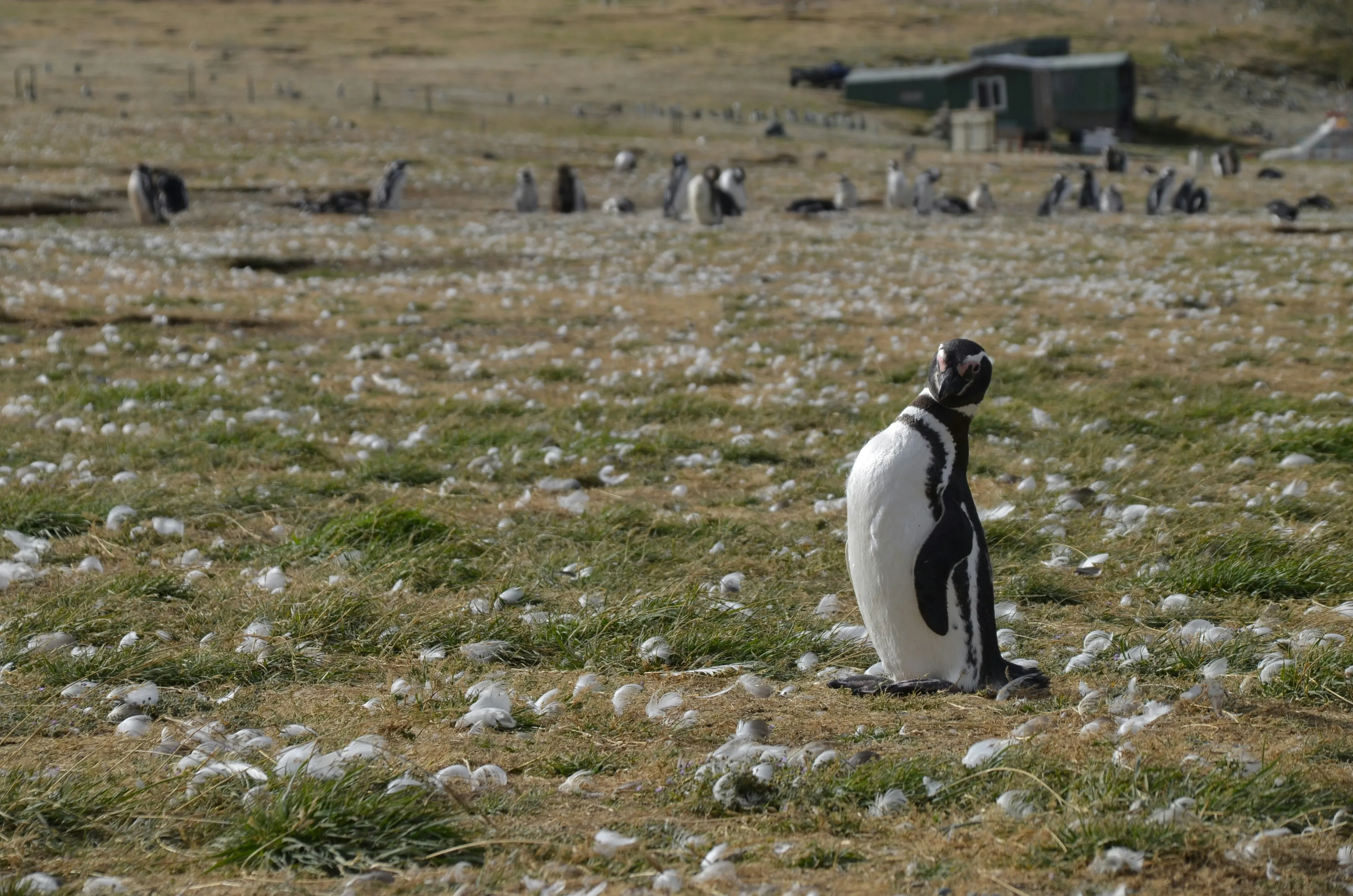 Pingüinos disfrutando en Punta Arenas, Chile.