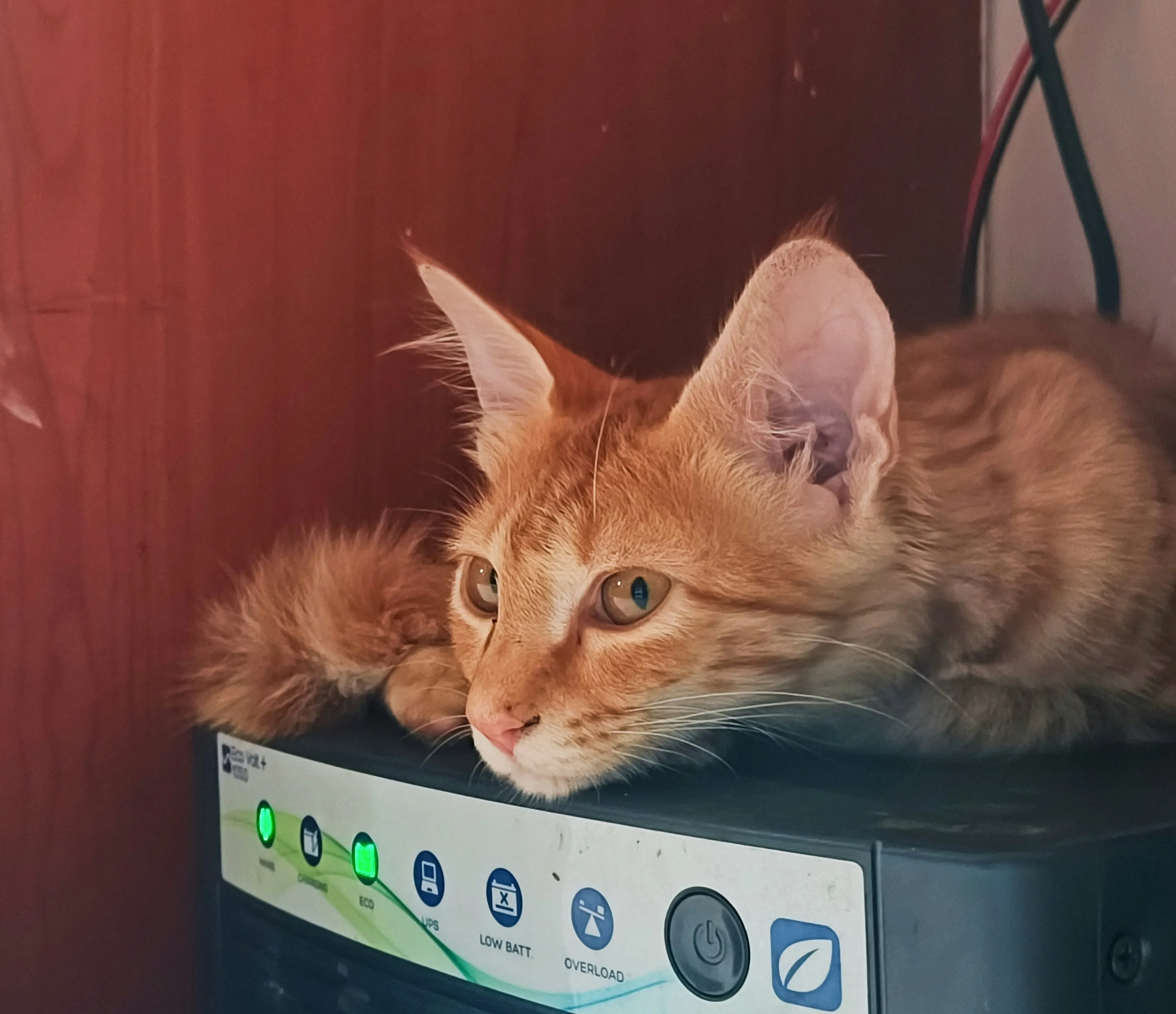 Gato descansando sobre algo que desconozco, pero parece tener que ver con electricidad.