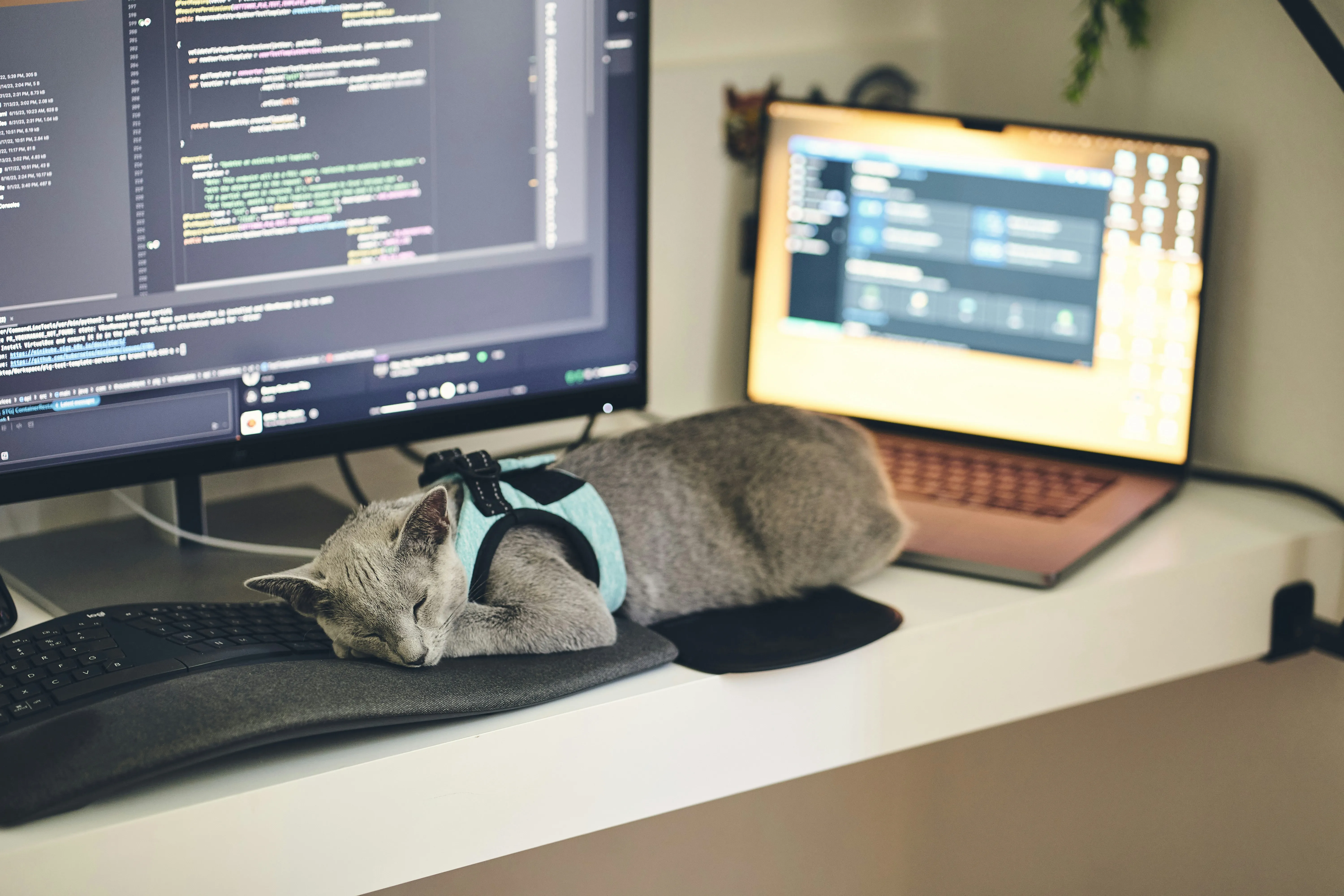Gato senior durmiendo en su área de trabajo.
